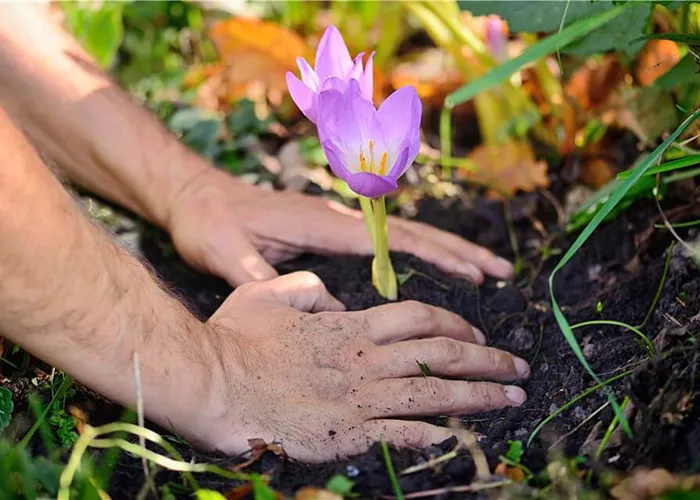 بهترین پیاز زعفران برای کاشت