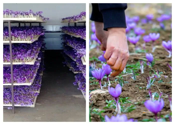 تفاوت زعفران گلخانه ای و طبیعی